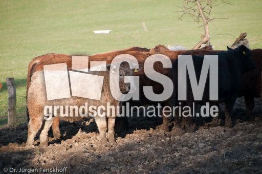 Hausrind (156 von 174).jpg